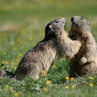 Les marmottes qui sifflent aux alentours